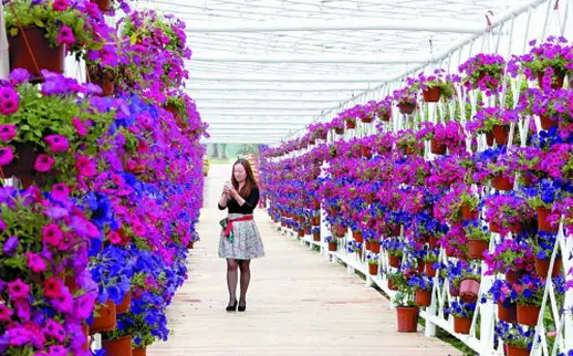 Pujiang Rose Garden
