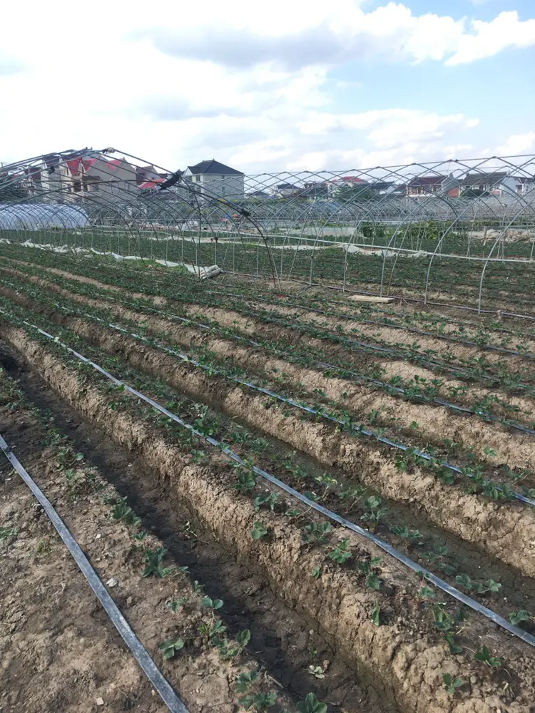 Da Qiao Cream Strawberry Picking Garden