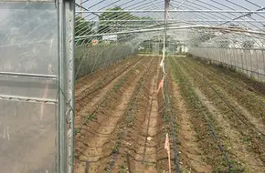 Tianfeng Renjia Organic Strawberry Picking Base
