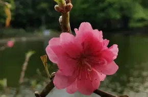 Fuqiu