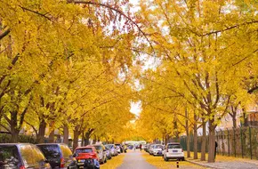 Sanlitun Ginkgo Avenue