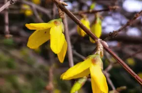 Surging Green Spring