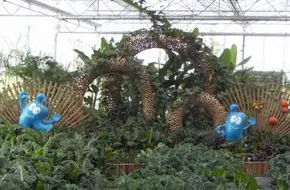 Shanghai Urban Vegetable Garden