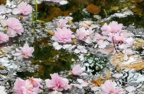 Essence Garden