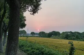 Laolin Peach And Yellow Peach Picking Base