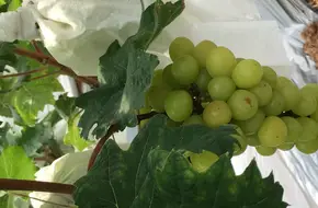 Qiangxiong Grape Self-Picking Orchard