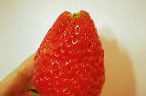 Duoya Cream Strawberry Farm