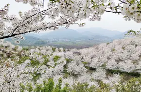 Hangzhou Cherry Blossom Garden