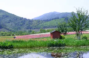Qianhuali (Jingshan Flower Sea)