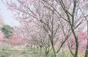 Hangzhou Cherry Blossom Garden