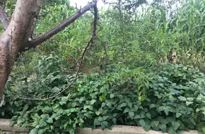 Poplar Garden