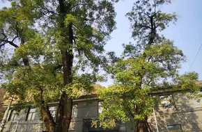 Tiewa Temple