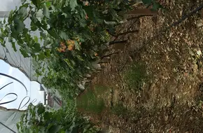 Qiangxiong Grape Self-Picking Orchard
