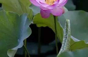 Essence Garden