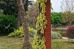 Fuqiu