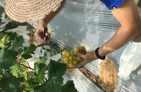 Qiangxiong Grape Self-Picking Orchard
