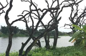 Hezhizhou Wetland Park