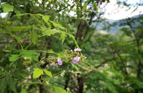 Fragrant Ice Valley