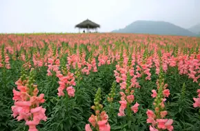 Qianhuali (Jingshan Flower Sea)