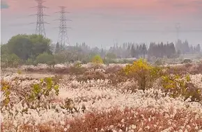 North Lake Wetlands