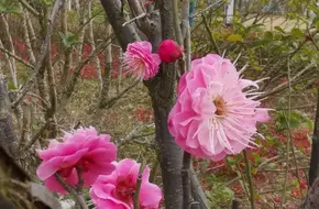 Minhang Riverside Park