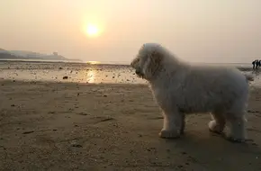 Pak Nai