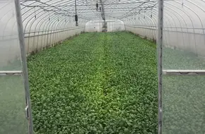 Tianfeng Renjia Organic Strawberry Picking Base