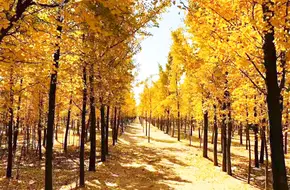 Dongba Country Park