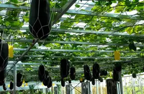Shanghai Urban Vegetable Garden