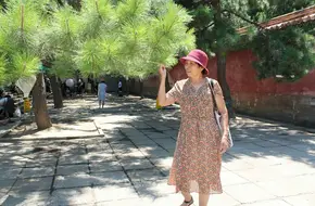 Sacred Cypress