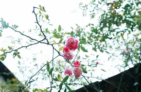 Tongxing Zheng Street