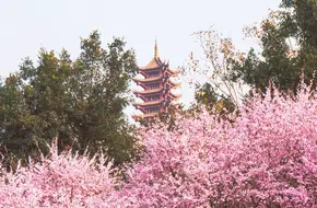 Zhaomushan Forest Park