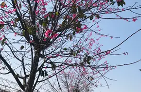 Liaocai Utopia Vineyard