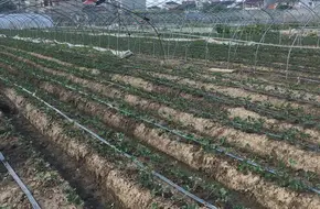 Da Qiao Cream Strawberry Picking Garden